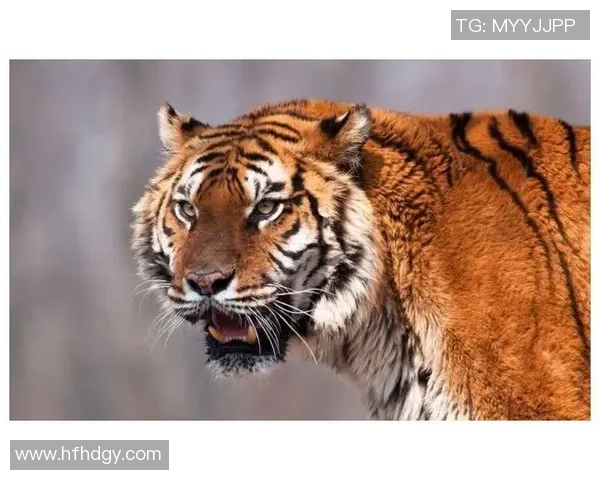 蓝十字与老虎大学对决分析探讨双方实力与战术策略的全面比较